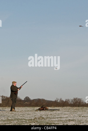 Pheasant shoot jeu en hiver UK Banque D'Images