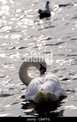 Swan se lisser avec soft focus mouette en arrière-plan. Swan's tête penchée autour. Banque D'Images