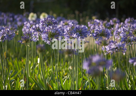 Agapanthus domaine en Afrique du Sud Banque D'Images