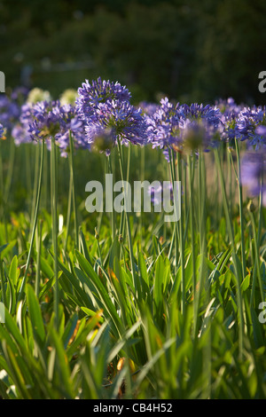 Agapanthus domaine en Afrique du Sud Banque D'Images