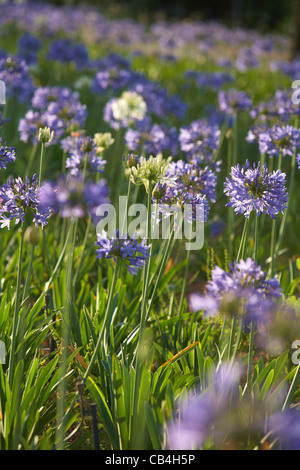 Agapanthus domaine en Afrique du Sud Banque D'Images