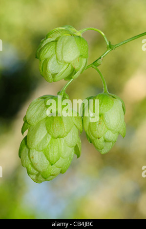 Wild houblon (Humulus lupulus) Banque D'Images