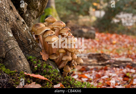 Bouquet de miel, champignon Armillaria mellea sur hêtre, New Forest, Hants. Banque D'Images