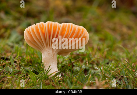 Meadow Waxcap, Hygrocybe pratensis, - espèces comestibles - dans les anciens pâturages broutés d'Emery, New Forest, Hants. Banque D'Images