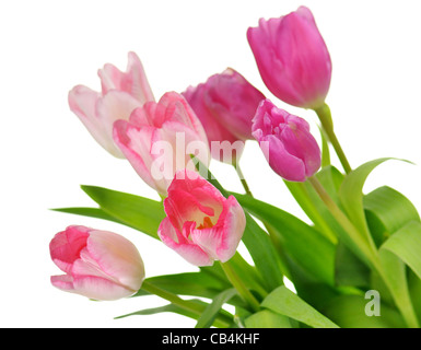 Bouquet de tulipes roses fraîches , gros plan Banque D'Images