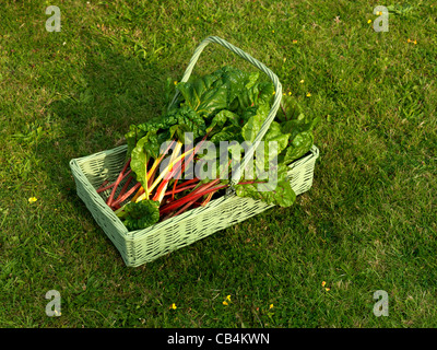 Bettes Épinards Légumes Type avec tiges rouge et jaune de la CICLA bêta dans une famille de betterave Trug Banque D'Images