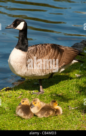 Bernache du Canada (Branta canadensis) et oisons sur le Canal Ashton, Droylsden, Tameside, Manchester, Angleterre, RU Banque D'Images