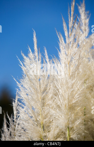 L'herbe de la pampa contre le ciel bleu en jardin d'été Banque D'Images