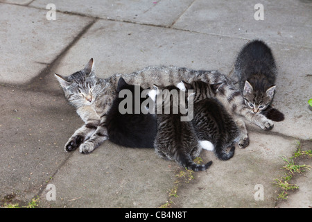 Mère Chat, suckling chatons dans jardin, Basse-Saxe, Allemagne Banque D'Images