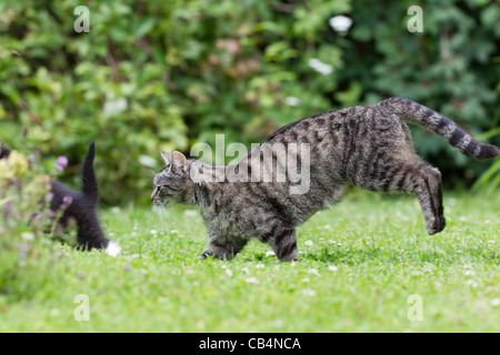 Fonctionne par chat jardin, Basse-Saxe, Allemagne Banque D'Images