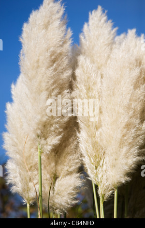 L'herbe de la pampa contre le ciel bleu en jardin d'été Banque D'Images