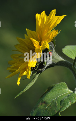 tournesol Banque D'Images