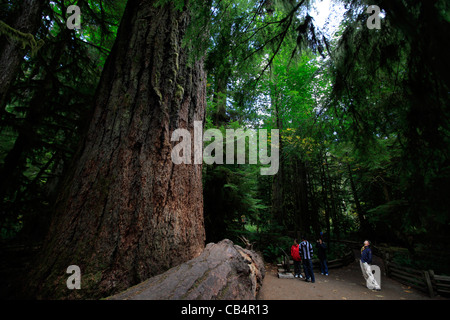 Sapin de Douglas géants à Cathedral Grove sur l'île de Vancouver en Colombie-Britannique, Canada Banque D'Images