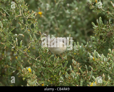 Fauvette Sylvia rueppelli Ruppells Avril Chypre femelle Banque D'Images