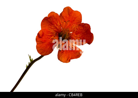 Geum coccineum Banque D'Images