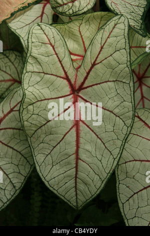 Caladium feuille avec nervures vert et rouge Banque D'Images
