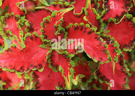 Le rouge et le vert des feuilles de Coleus 'plante Banque D'Images