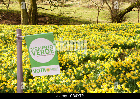 La floraison des jonquilles sauvages dans la région de Rosedale, dans le North York Moors, Yorkshire, UK. Banque D'Images