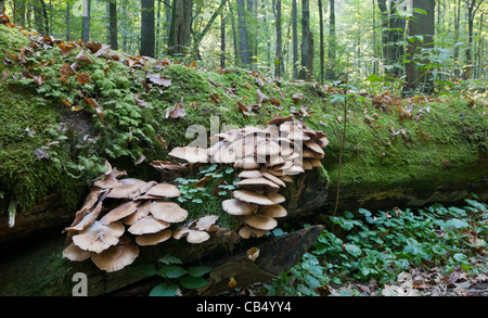 Arbre brisé enveloppé de mousse avec gros bouquet de champignons Pholiota en fin d'été Banque D'Images