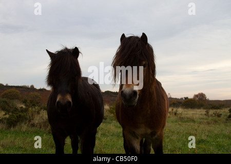 Poneys Exmoor sur Daisy Hill Nature Reserve Banque D'Images