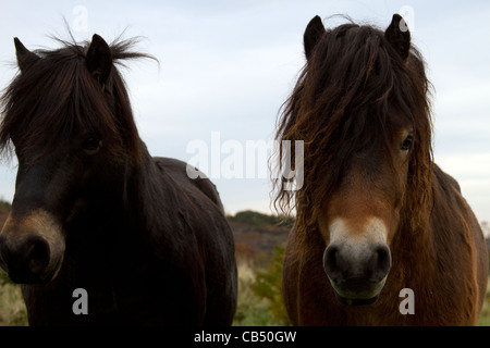 Poneys Exmoor sur Daisy Hill Nature Reserve Banque D'Images