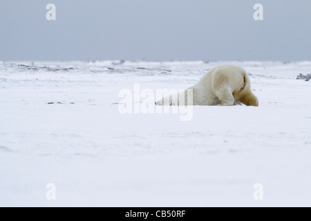 L'ours polaire (Ursus maritimus) rouler dans la neige de l'Arctique sur une plage à Kaktovik, l'île Barter en Alaska en Octobre Banque D'Images