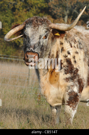 Une corne ET UNE CORNE VERS LE BAS LA VACHE LONGHORN GABRIELA WHOS CORNES DANS UNE CONFUSION À AR Plage d'ABERYSTWYTH, HAVANT Banque D'Images