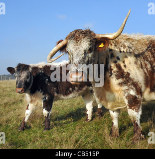 Une corne ET UNE CORNE VERS LE BAS LA VACHE LONGHORN GABRIELA WHOS CORNES DANS UNE CONFUSION À AR Plage d'ABERYSTWYTH, HAVANT Banque D'Images