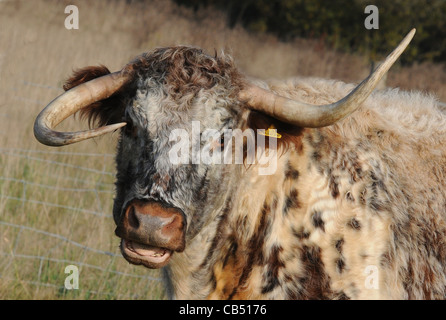 Une corne ET UNE CORNE VERS LE BAS LA VACHE LONGHORN GABRIELA WHOS CORNES DANS UNE CONFUSION À AR Plage d'ABERYSTWYTH, HAVANT Banque D'Images