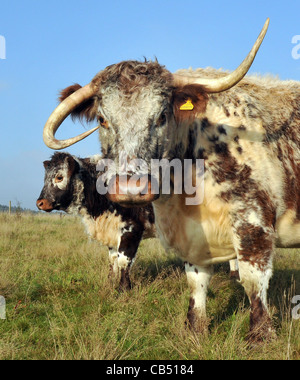 Une corne ET UNE CORNE VERS LE BAS LA VACHE LONGHORN GABRIELA WHOS CORNES DANS UNE CONFUSION À AR Plage d'ABERYSTWYTH, HAVANT Banque D'Images