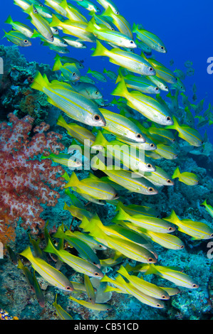 L'École de vivaneaux obèse, Lutjanus lutjnus, Raja Ampat, Papouasie occidentale, en Indonésie, l'Océan Pacifique Banque D'Images