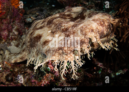 Tassled requin wobbegong Eucrossorhinus dasypogon, portrait, Raja Ampat, Papouasie occidentale, en Indonésie, l'Océan Pacifique Banque D'Images