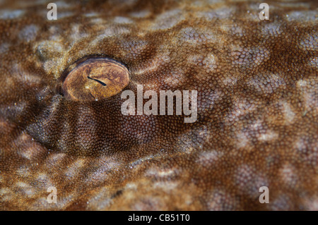 Détail de l'oeil d'un wobbegong Eucrossorhinus dasypogon tassled,, Raja Ampat, Papouasie occidentale, en Indonésie, l'Océan Pacifique Banque D'Images
