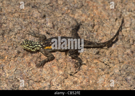 Agama agama, Rock namibienne planiceps, femme, Namibie Banque D'Images