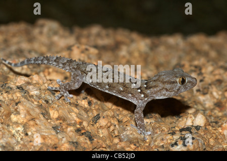 Turner's d'épaisseur-toed Gecko, Chondrodactylus turneri, Namibie Banque D'Images