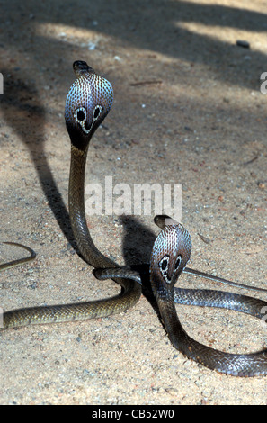 Naja naja, les cobras, Sri Lanka Banque D'Images