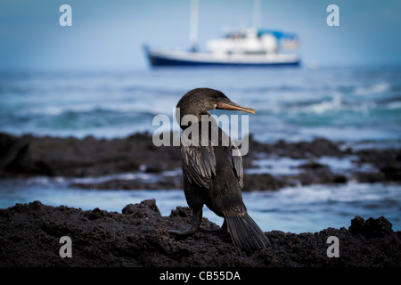 Cormoran aptère galapagos sea rocks parc soleil soleil isolé de disparition Banque D'Images