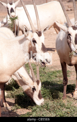 Un troupeau d'Oryx arabe rare dans la réserve naturelle de Shaumari, à la périphérie de l'Oasis Azraq, dans le désert oriental du Royaume hachémite de Jordanie. Banque D'Images