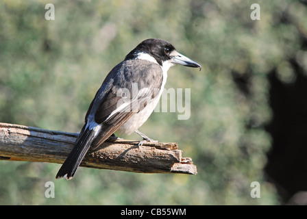 Butcherbird Grey australienne. Cracticus torquatus Banque D'Images