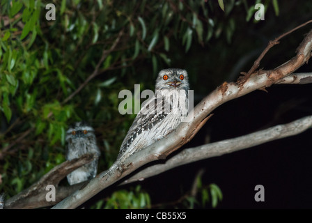 Une grille supérieure de fauve avec de jeunes parents dans l'arbre de nuit Podargus strigoides. Banque D'Images