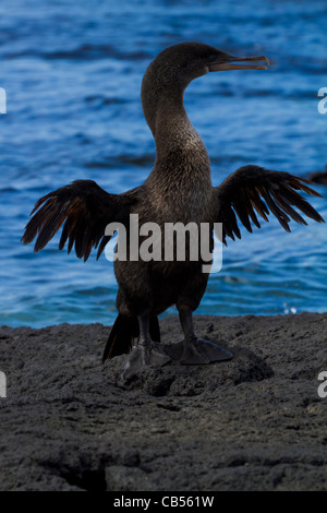 Ailes de cormoran aptère galapagos sea environnement extérieur frais de parc soleil soleil isolé de disparition Banque D'Images