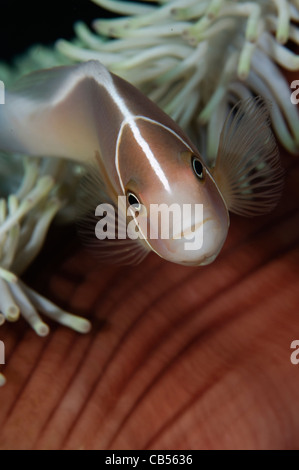 Poisson clown Amphiprion perideraion, rose, anémone, magnifique dans le Parc National de Komodo, de Nusa Tenggara, en Indonésie, l'Océan Pacifique Banque D'Images