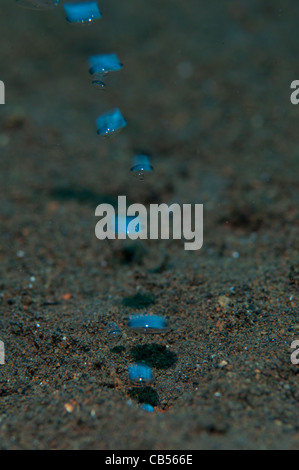 De bulles provenant hors de la terre sous l'eau à partir d'un volcan actif volcan Sangeang, Sumbawa, à proximité de Parc National de Komodo Banque D'Images