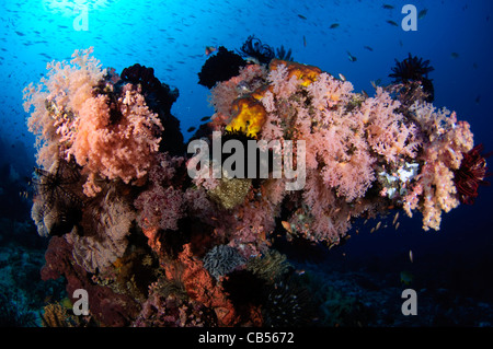 Couvrir le récif de coraux mous, le Parc National de Komodo, de Nusa Tenggara, en Indonésie, l'Océan Pacifique Banque D'Images