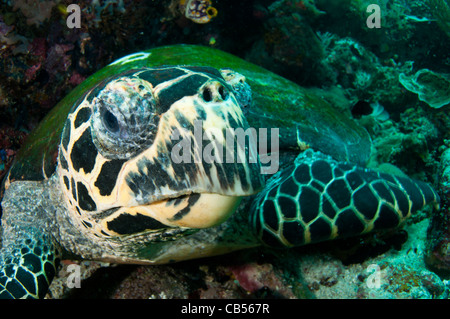 La tortue imbriquée, Eretmochelys imbricata, le Parc National de Komodo, en Indonésie, l'Océan Pacifique Banque D'Images