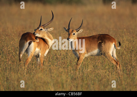 Deux hommes antilopes cobes lechwes rouges (Kobus leche) dans l'herbe haute, l'Afrique australe Banque D'Images