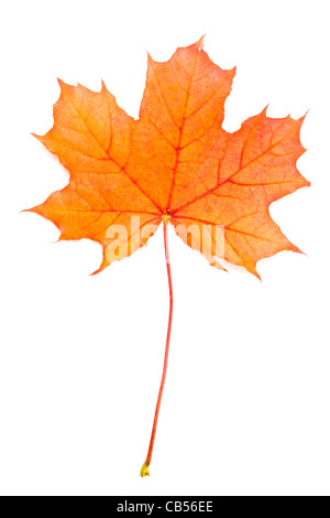 L'automne feuille d'érable rouge isolé sur fond blanc Banque D'Images