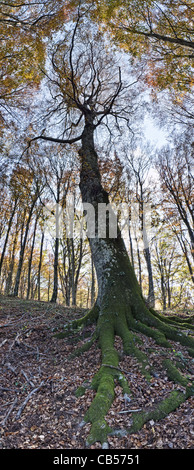 Forêt de hêtres, de Fogliano Monte Vue du dessous. Banque D'Images