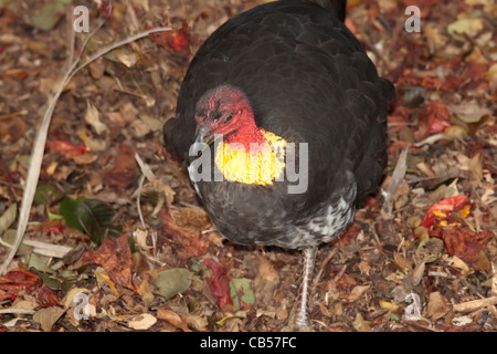 Un tailleur Australian Bush Turkey Banque D'Images