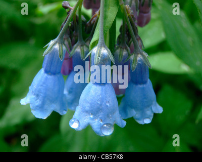 Grand Carillon Cloches Mertensia ciliata Weminuche désert Colorado USA Banque D'Images